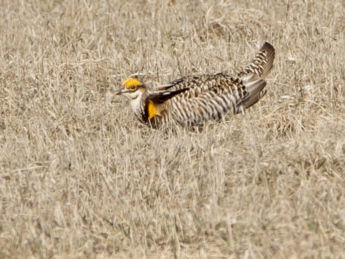 Greater Prairie-Chicken - Rick Anderson