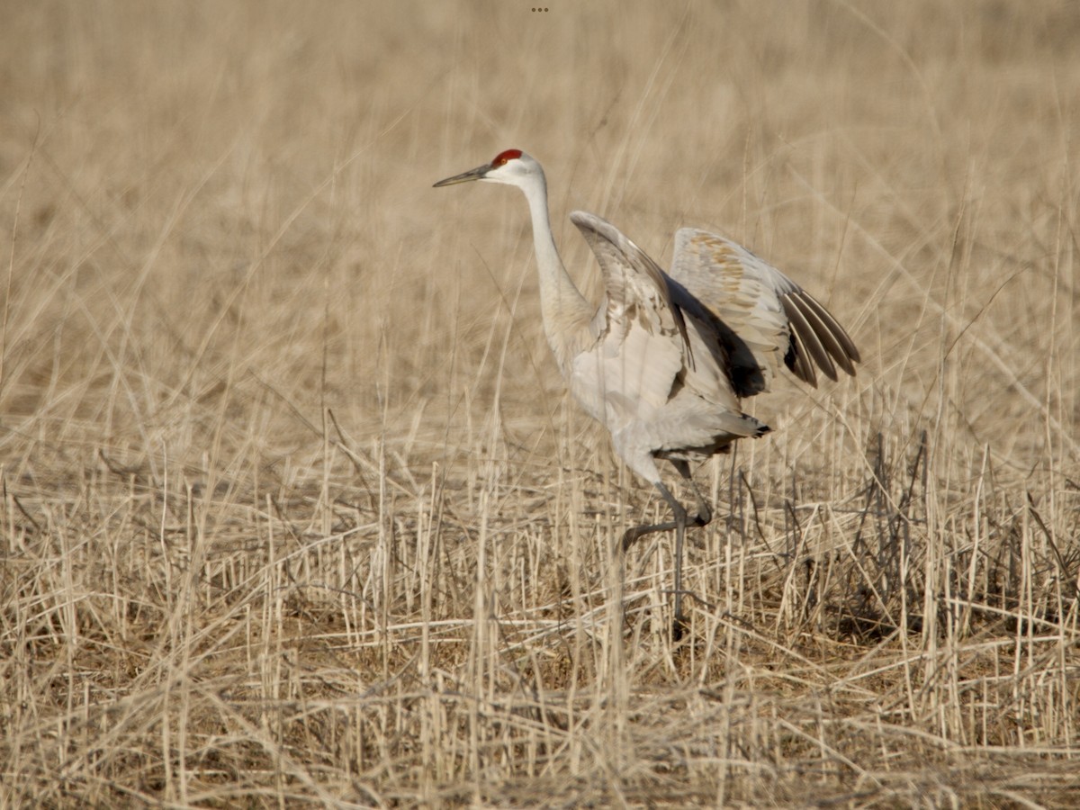 Sandhill Crane - ML555458291