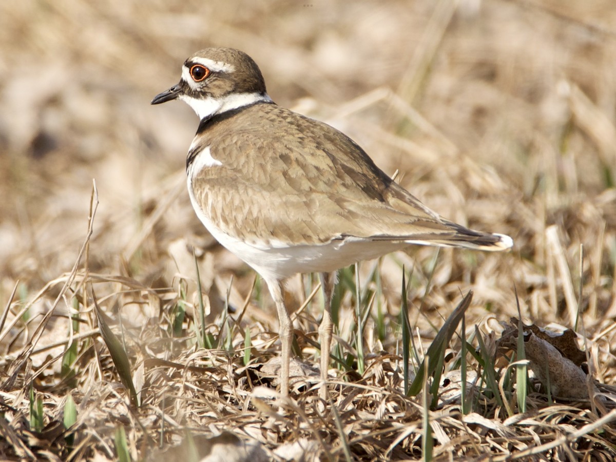 Killdeer - Rick Anderson