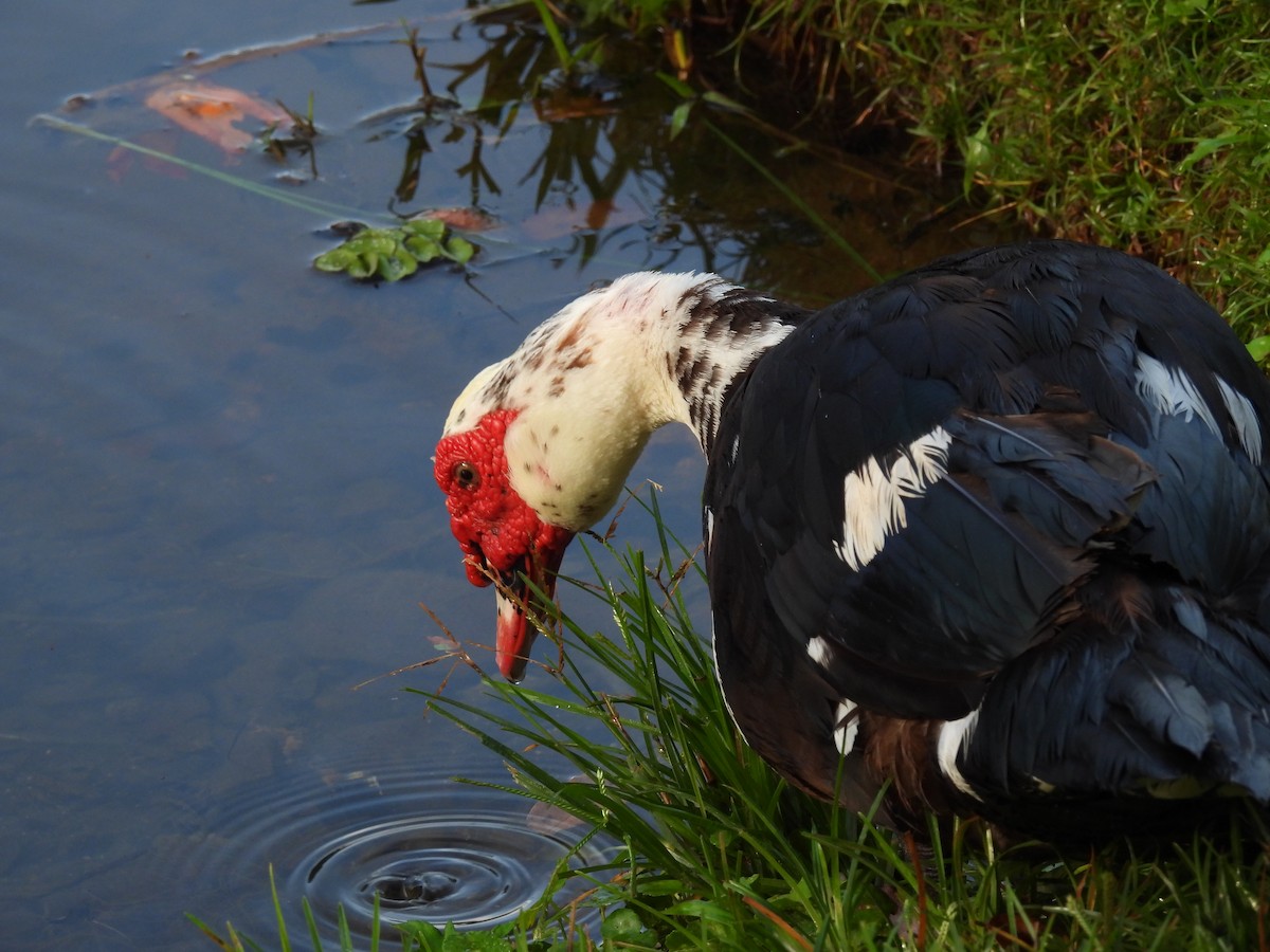 Muscovy Duck (Domestic type) - ML555458951