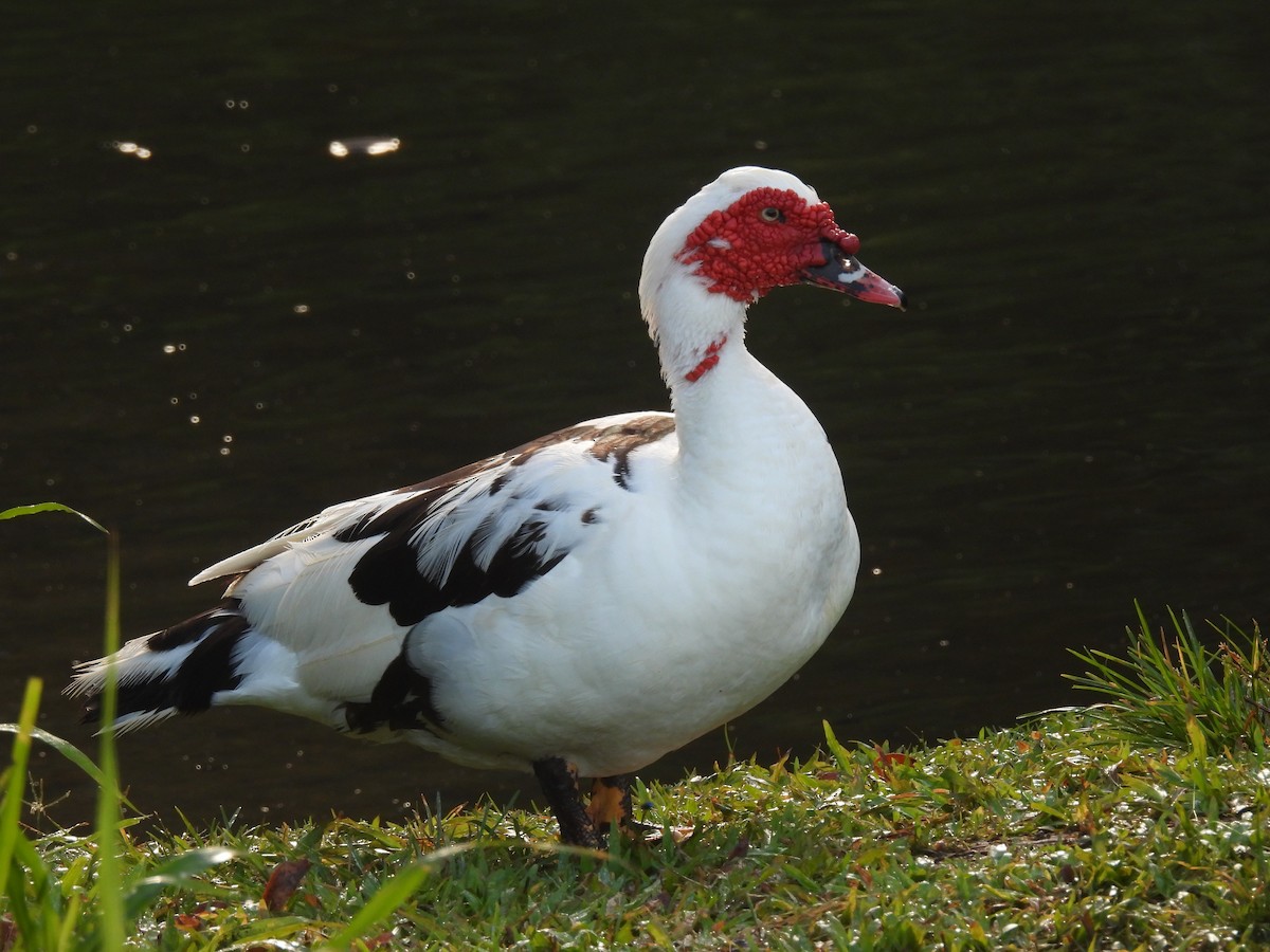 Muscovy Duck (Domestic type) - ML555458971