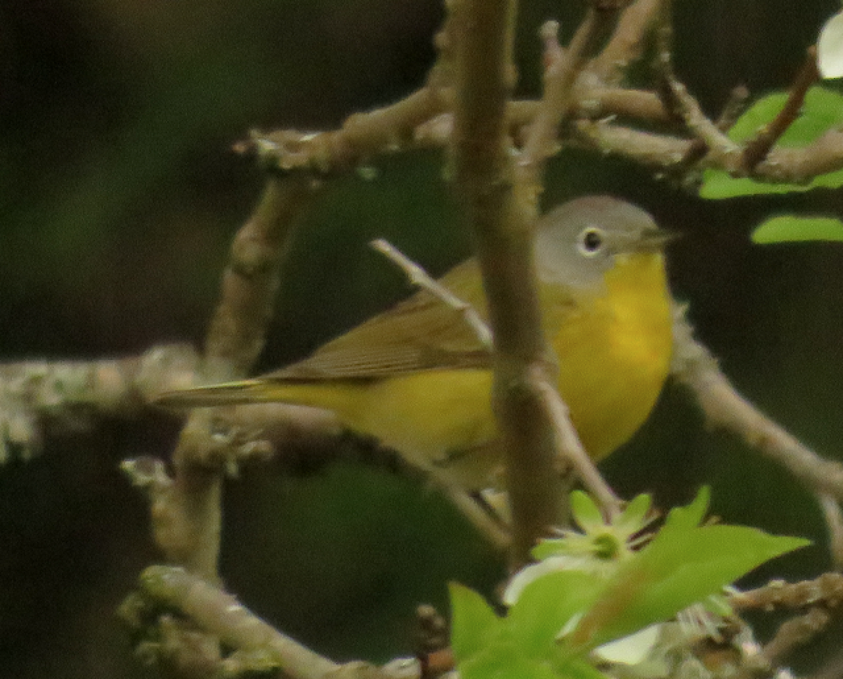 Nashville Warbler - ML55545951