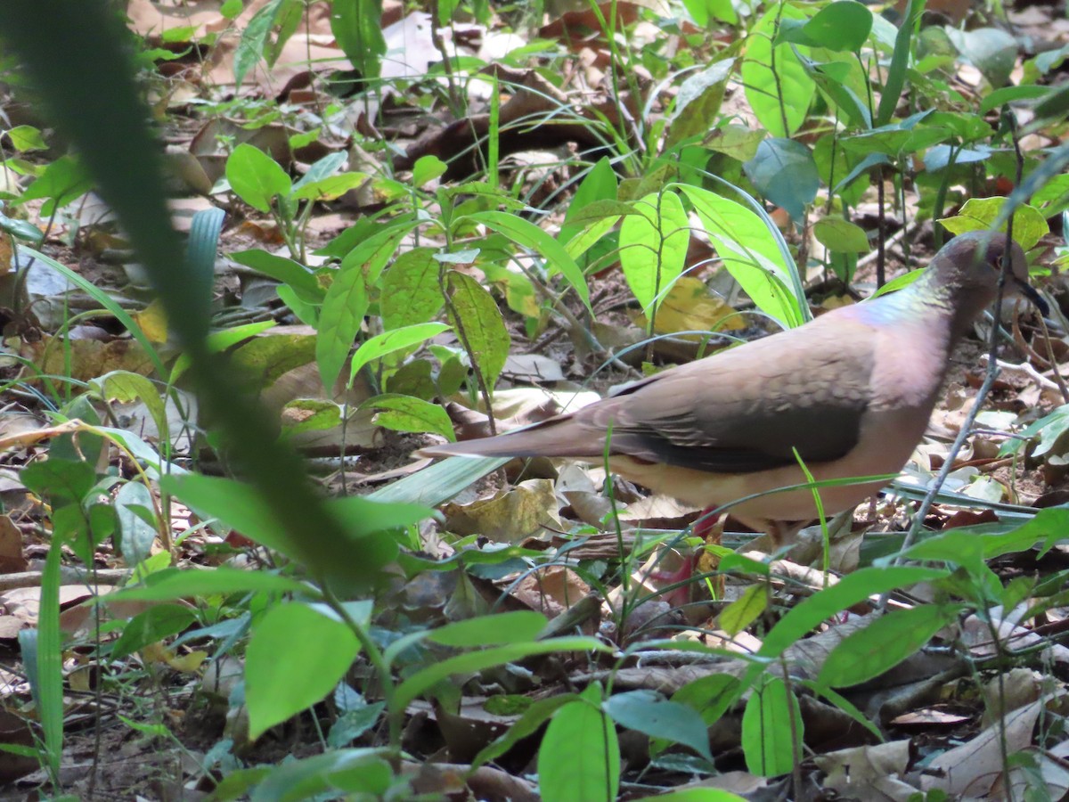 White-tipped Dove - ML555459721