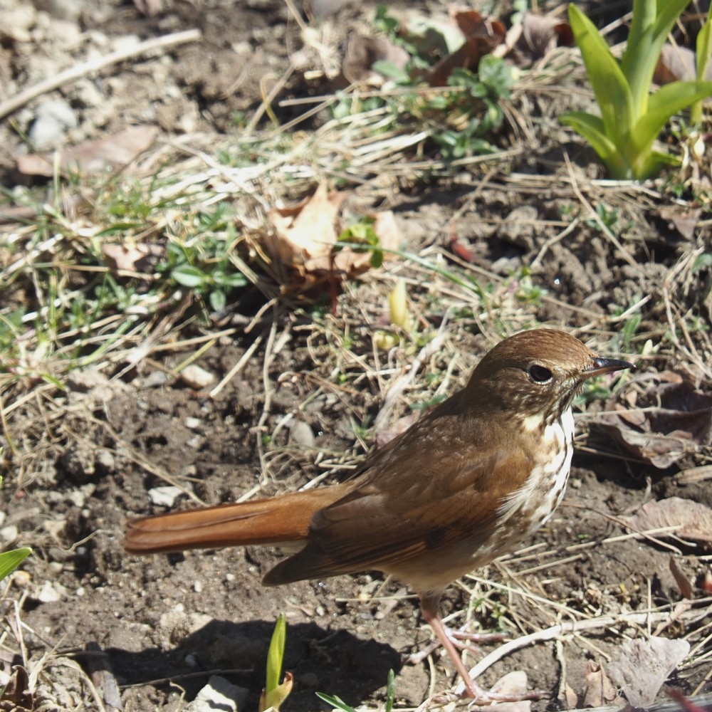 Hermit Thrush - ML555460191