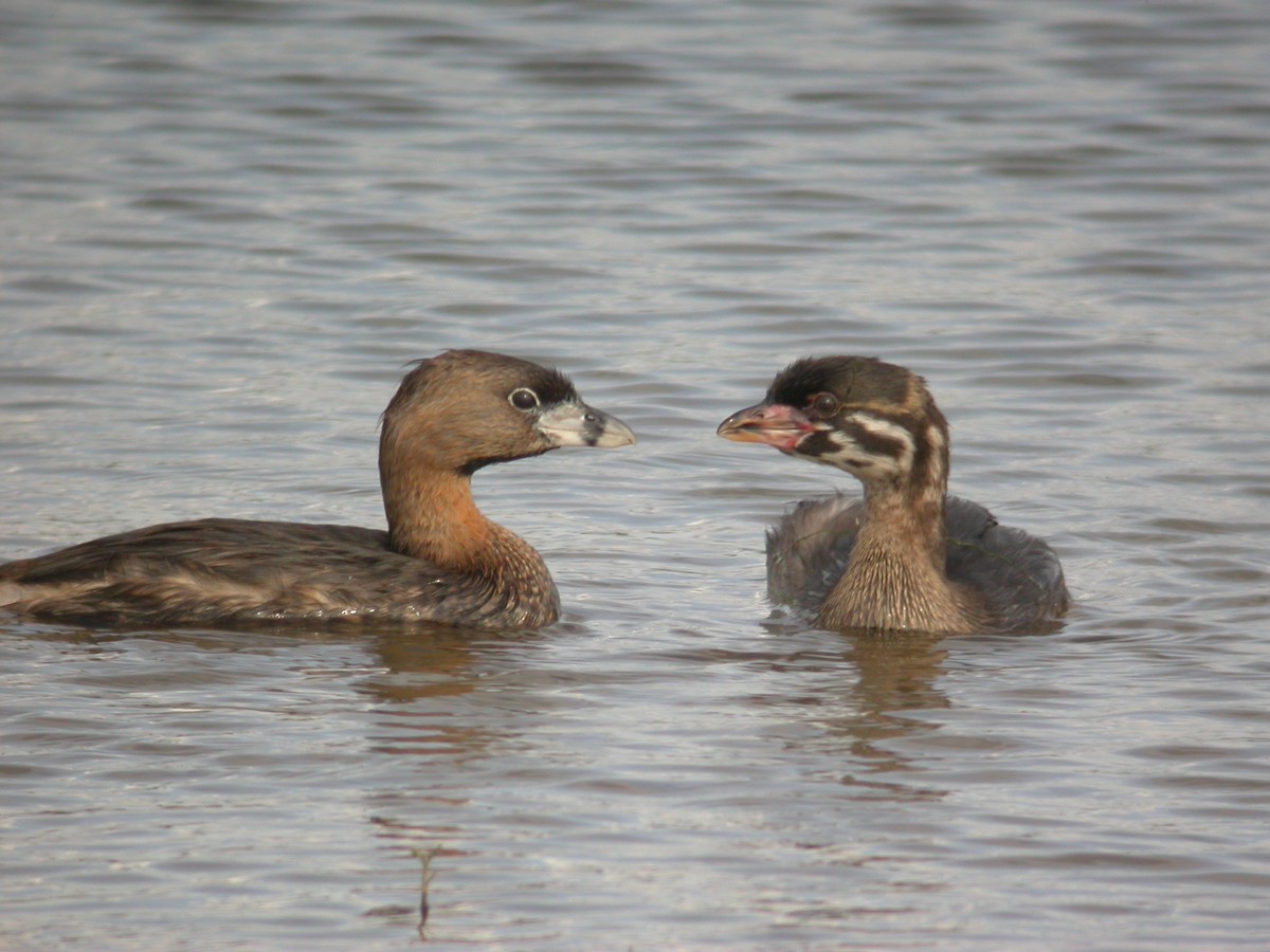 Pied-billed Grebe - John C Sullivan