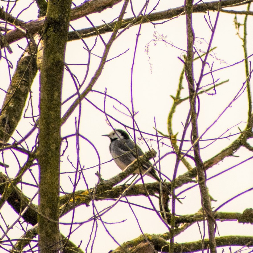 White Wagtail - ML555460671