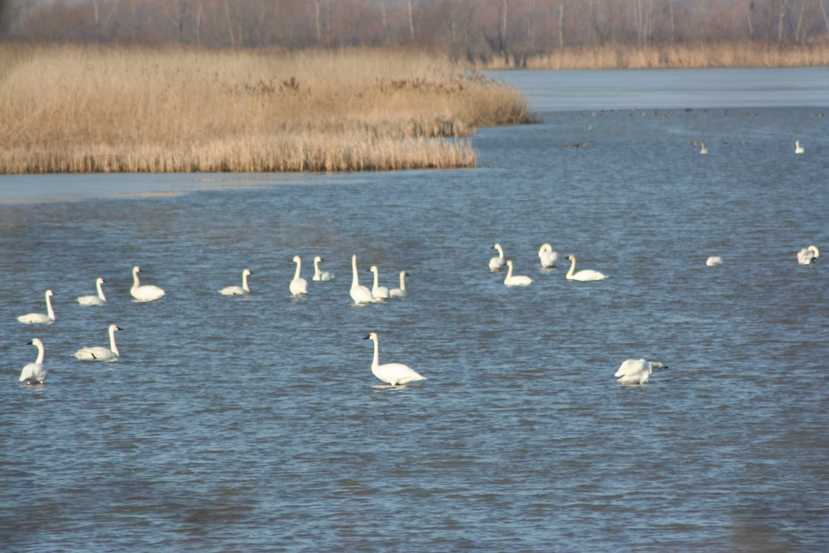 Tundra Swan - ML555461331