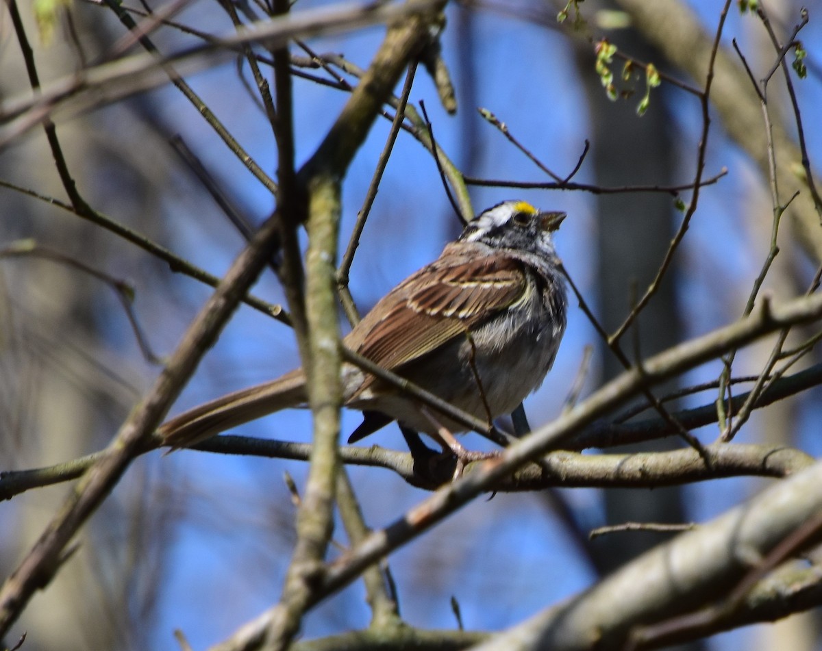 White-throated Sparrow - ML555461891