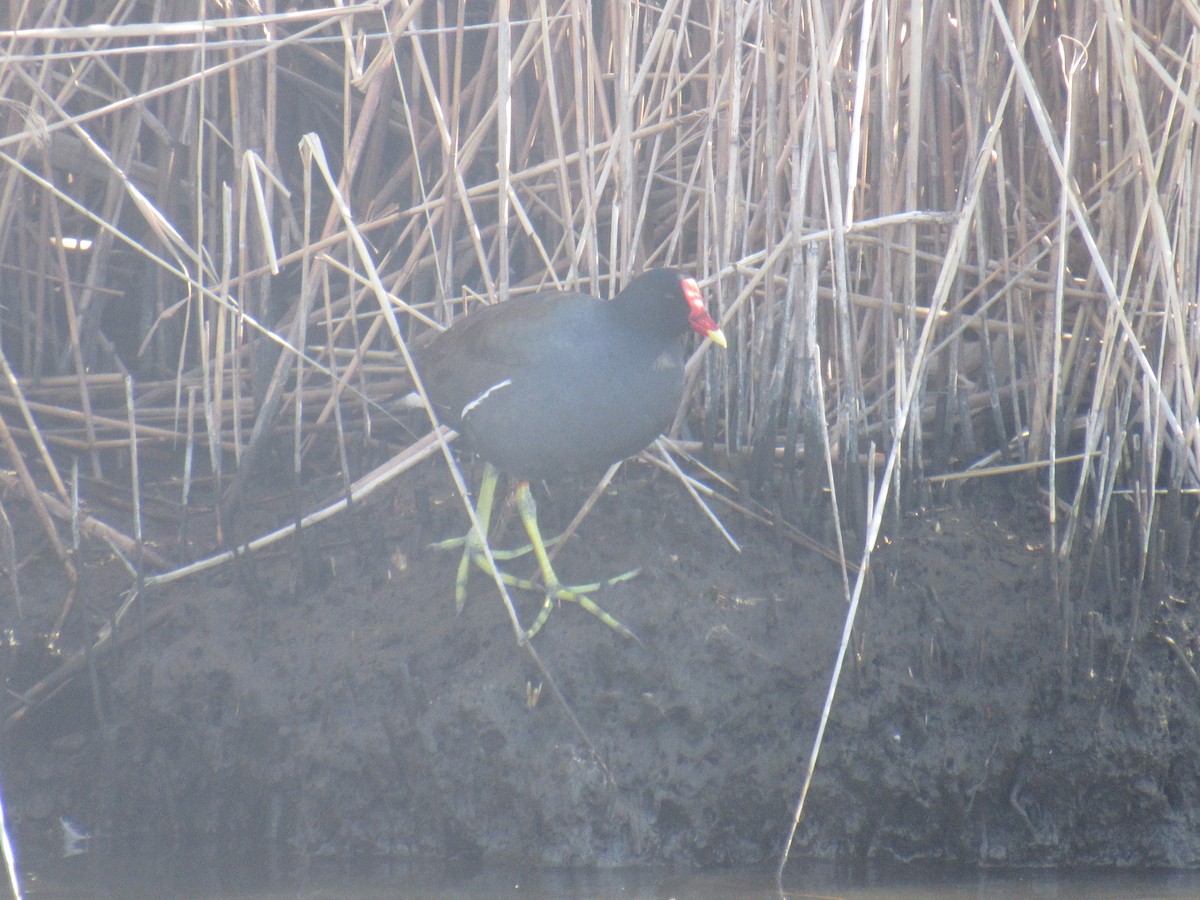 Common Gallinule - ML555462071