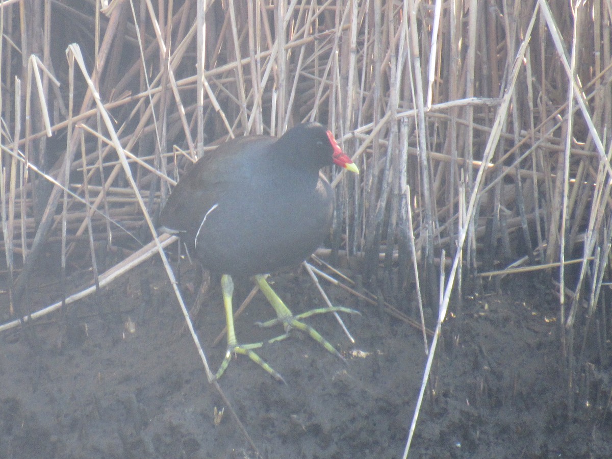 Common Gallinule - ML555462081