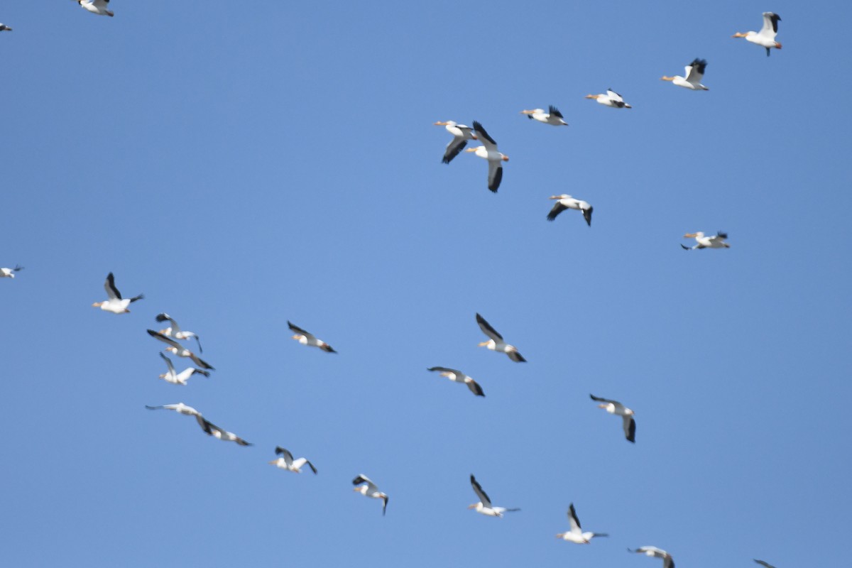 American White Pelican - ML555462401