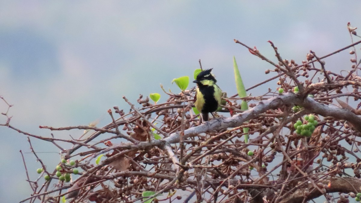 Indian Yellow Tit - ML555462631