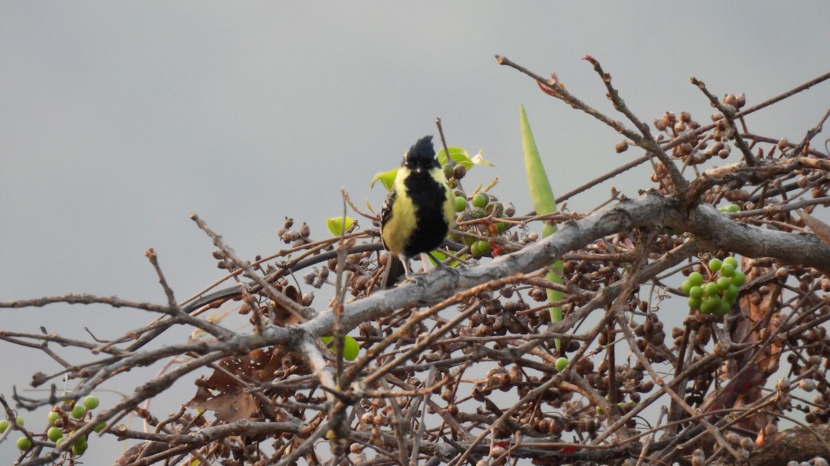 Indian Yellow Tit - ML555462641