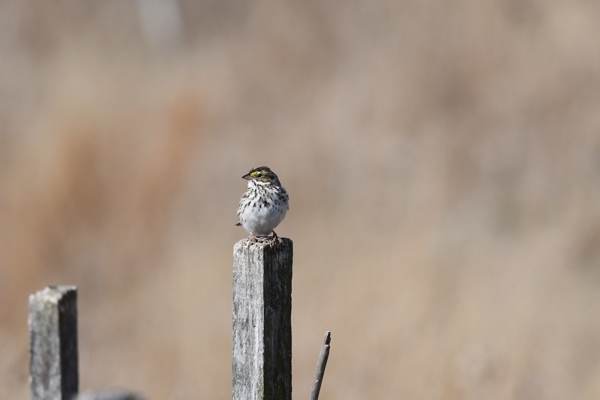 Savannah Sparrow - ML555462681