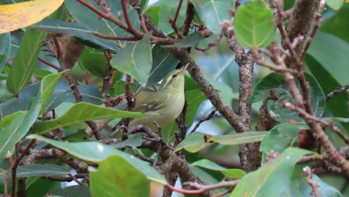 Green Warbler - ML555462831