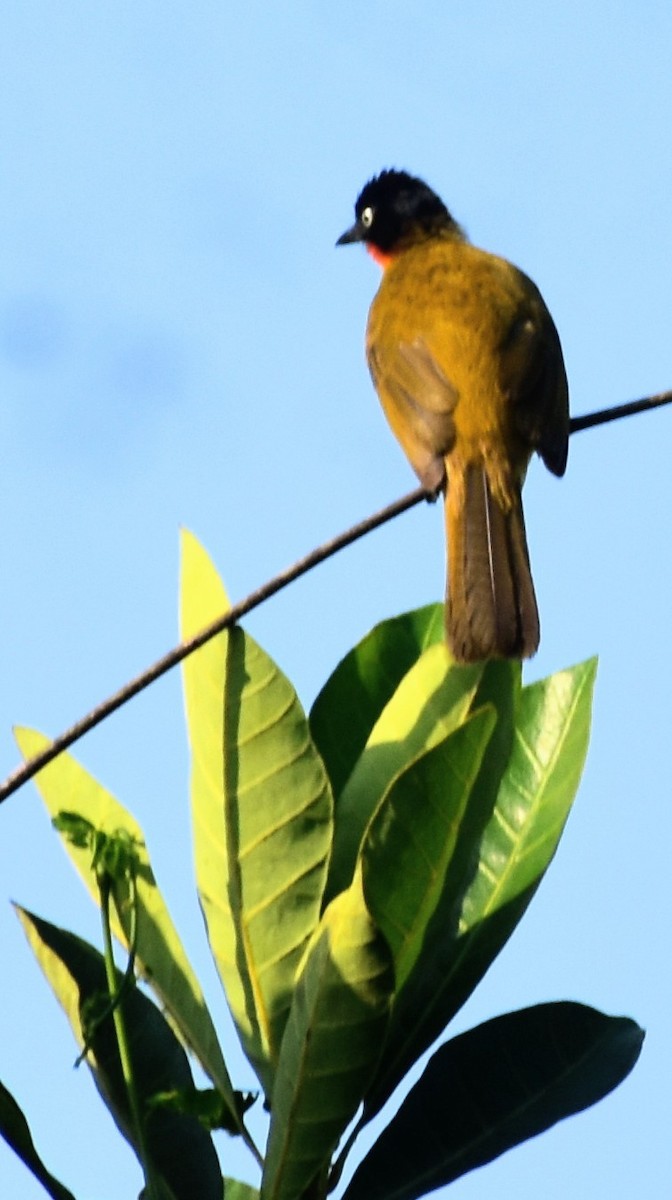 Flame-throated Bulbul - ML555462901