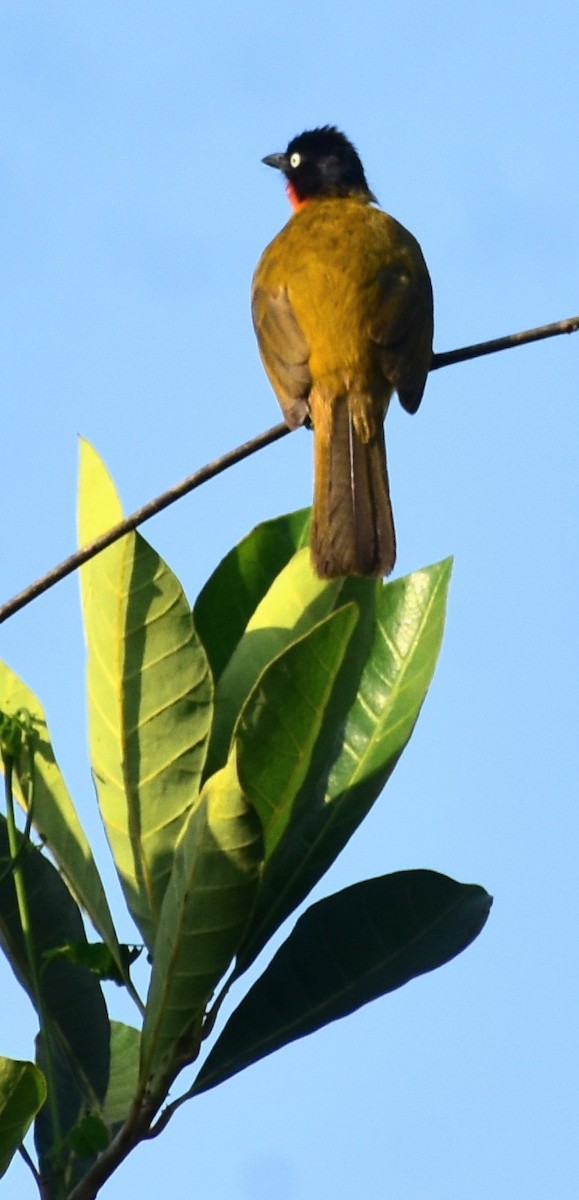 Flame-throated Bulbul - ML555462921