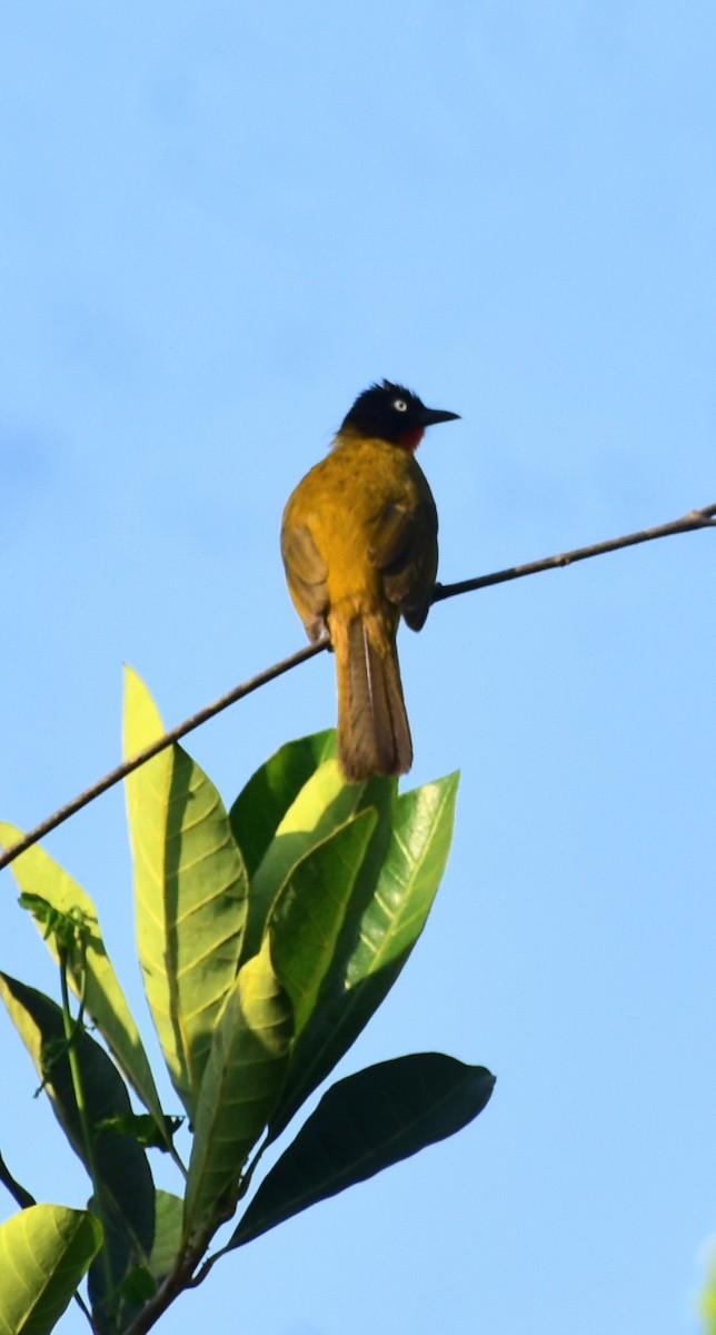 Flame-throated Bulbul - ML555462931