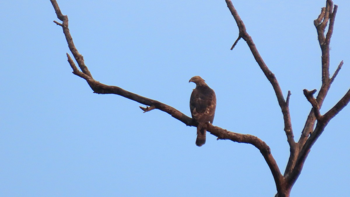 Oriental Honey-buzzard - ML555463111