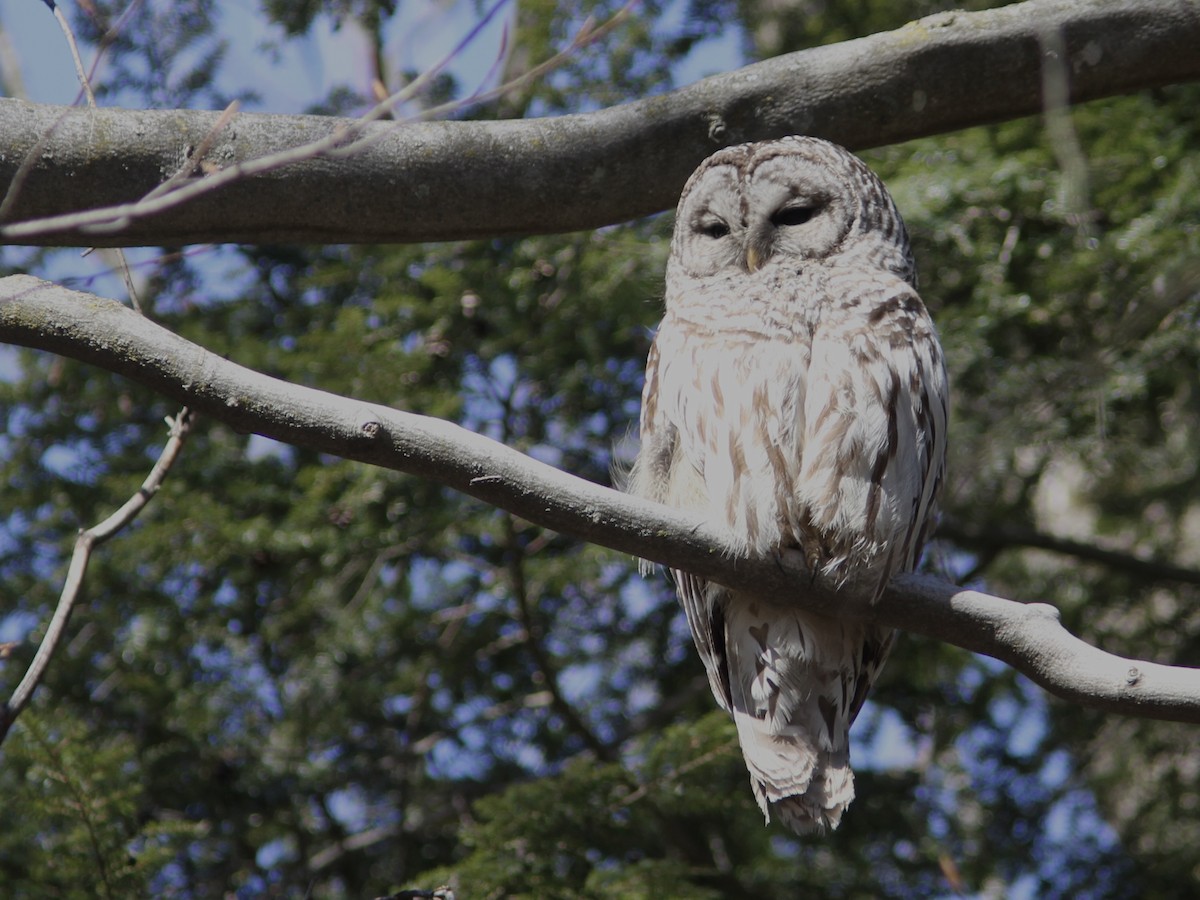 Barred Owl - ML555463591