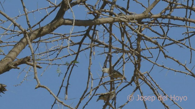 Pájaro Moscón Sudanés - ML555463871