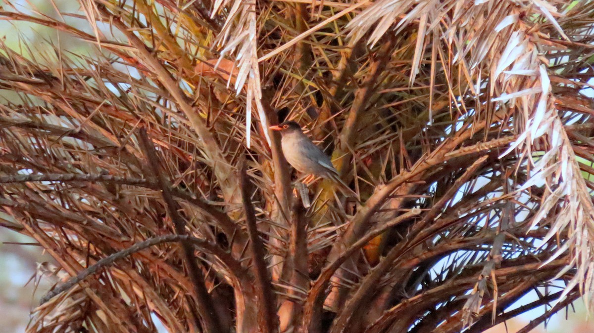 Indian Blackbird - ML555465111