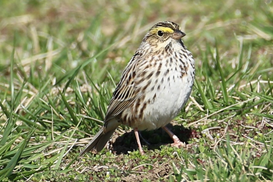 Savannah Sparrow - ML555465701
