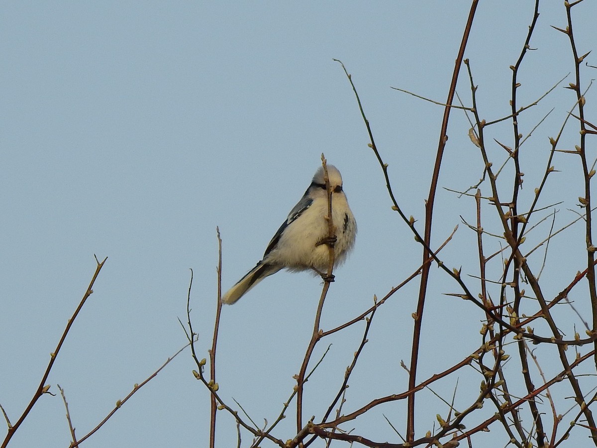 Azure Tit (Azure) - Philip Steiner