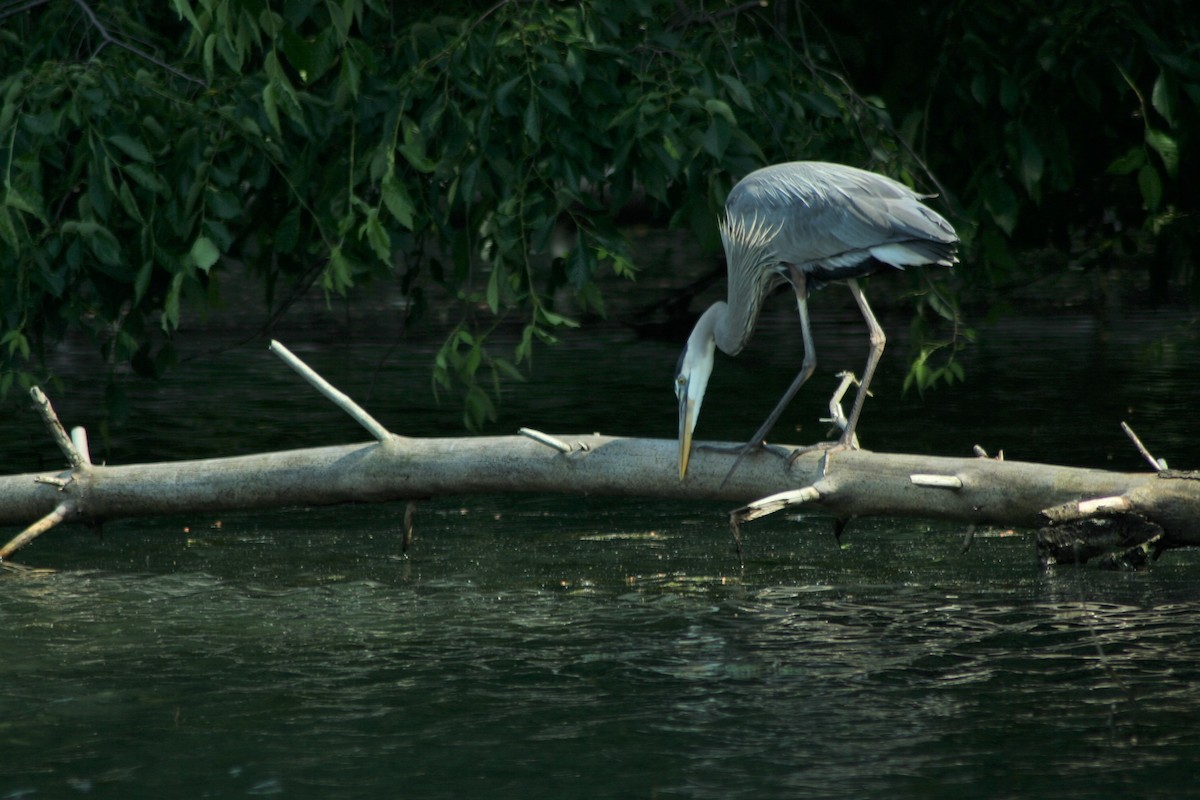 Great Blue Heron - ML555466981