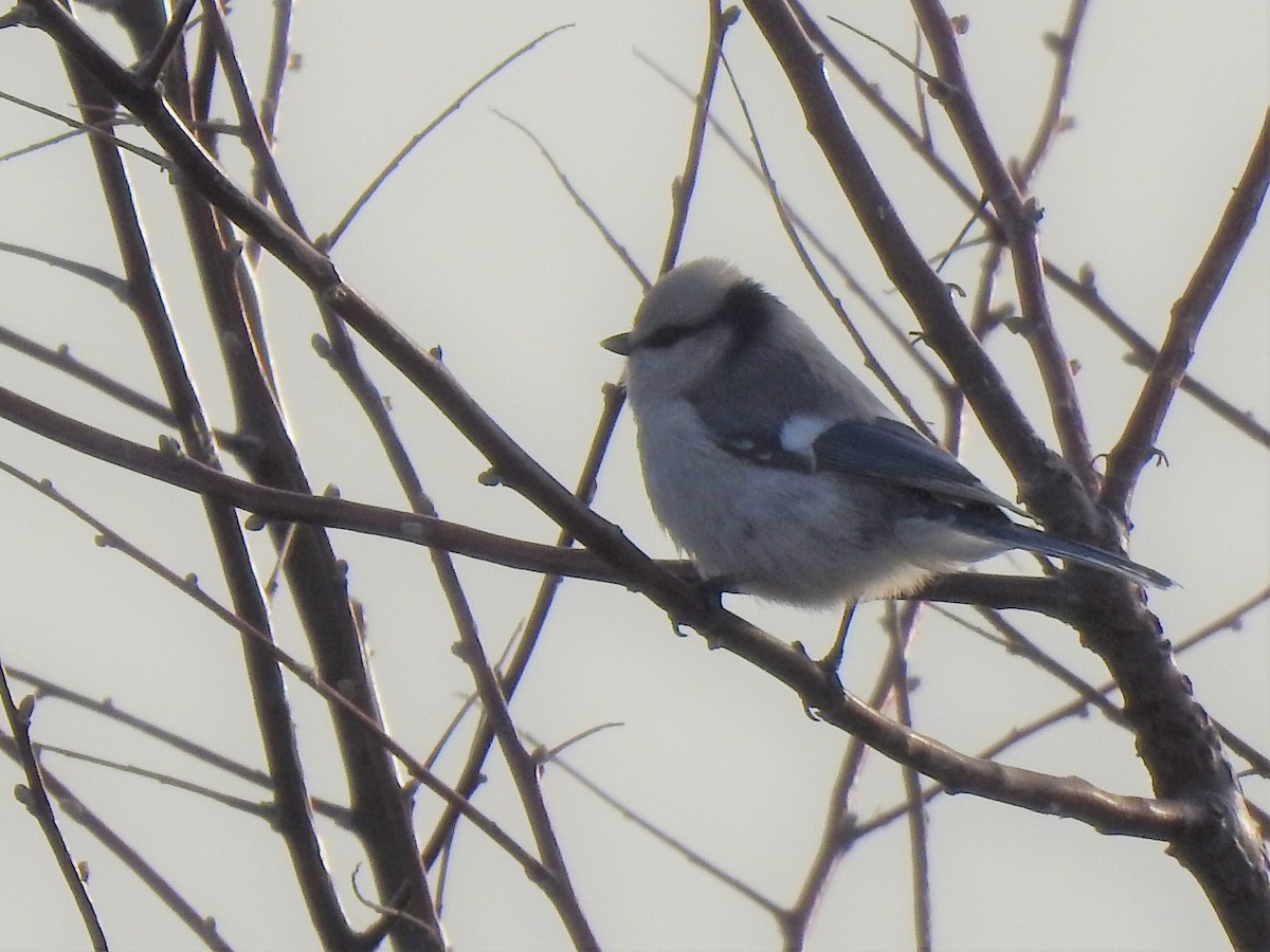 Azure Tit (Azure) - Philip Steiner