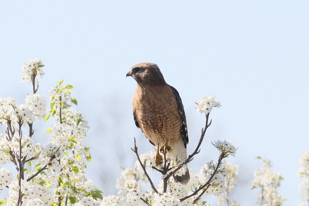 Red-shouldered Hawk - ML555467751