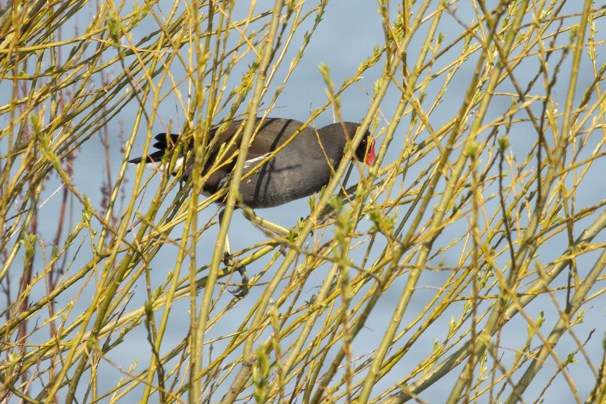 Eurasian Moorhen - Letty Roedolf Groenenboom