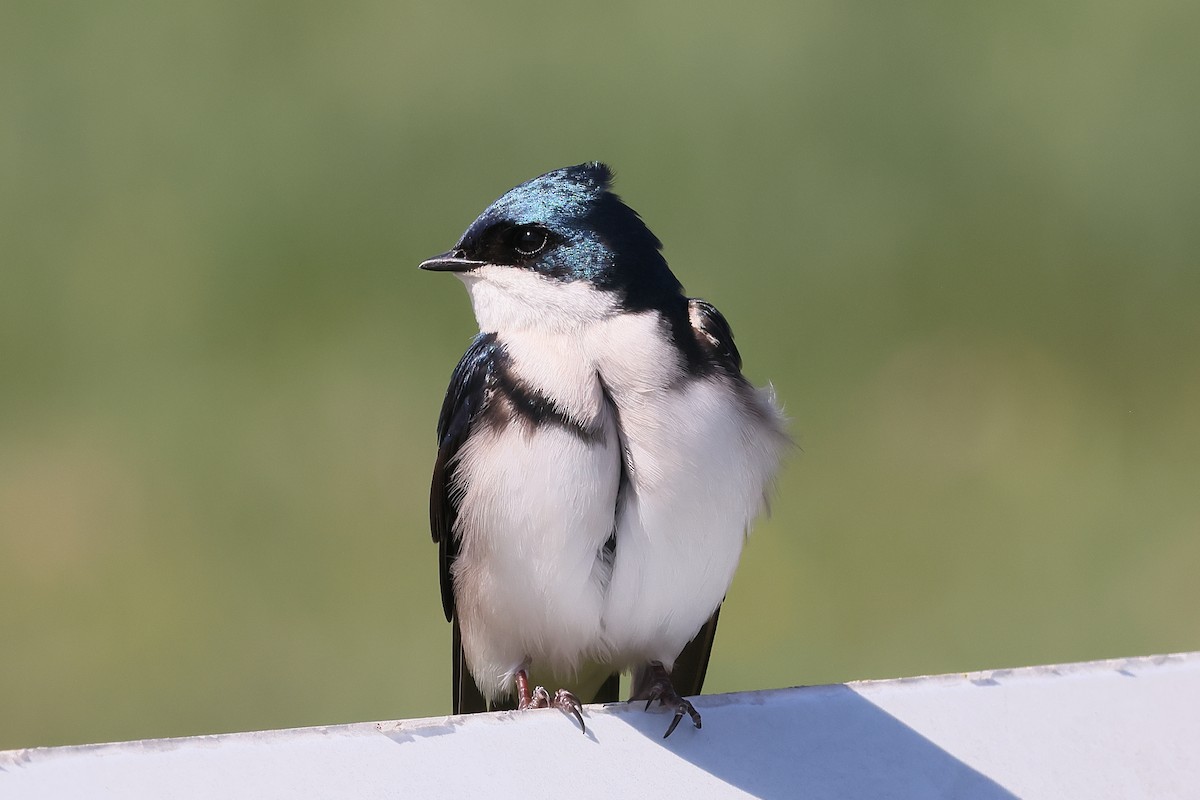 Golondrina Bicolor - ML555467871