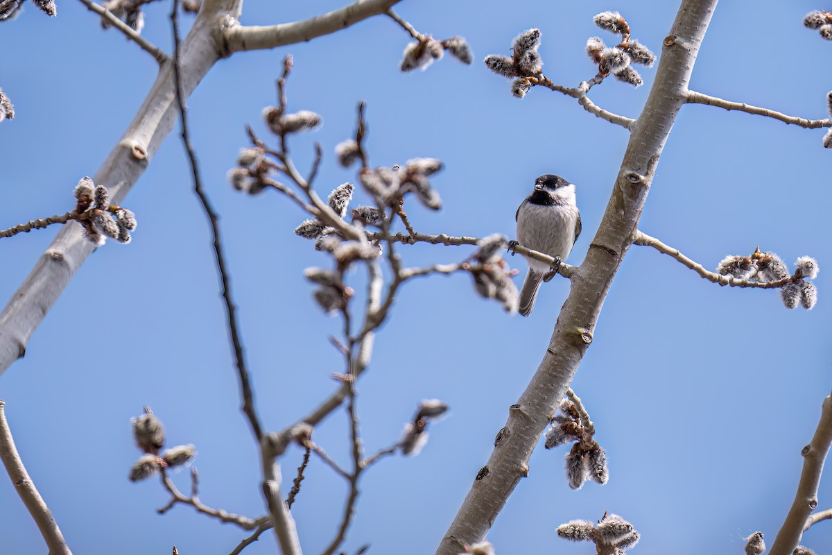 Black-capped Chickadee - ML555467891