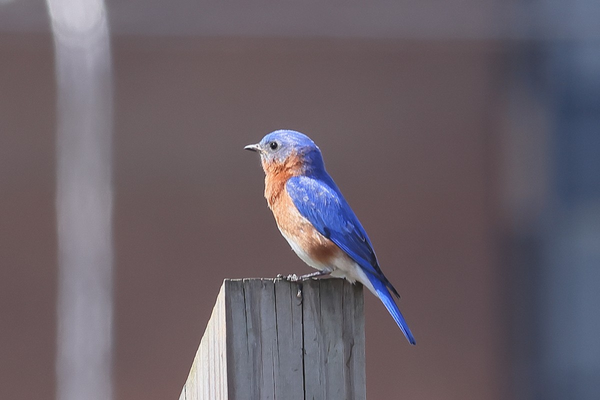 Eastern Bluebird - John Mercer