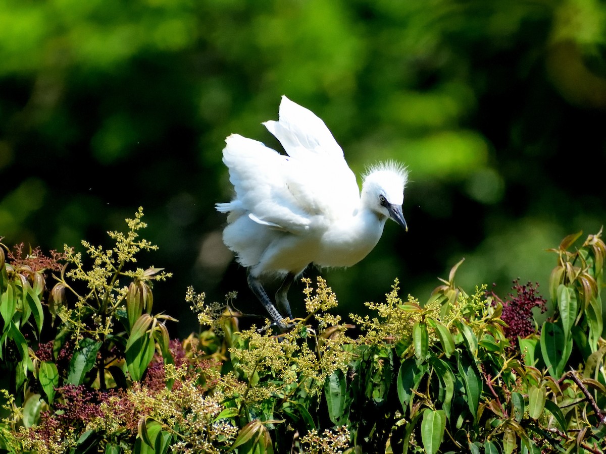 Snowy Egret - ML555467971