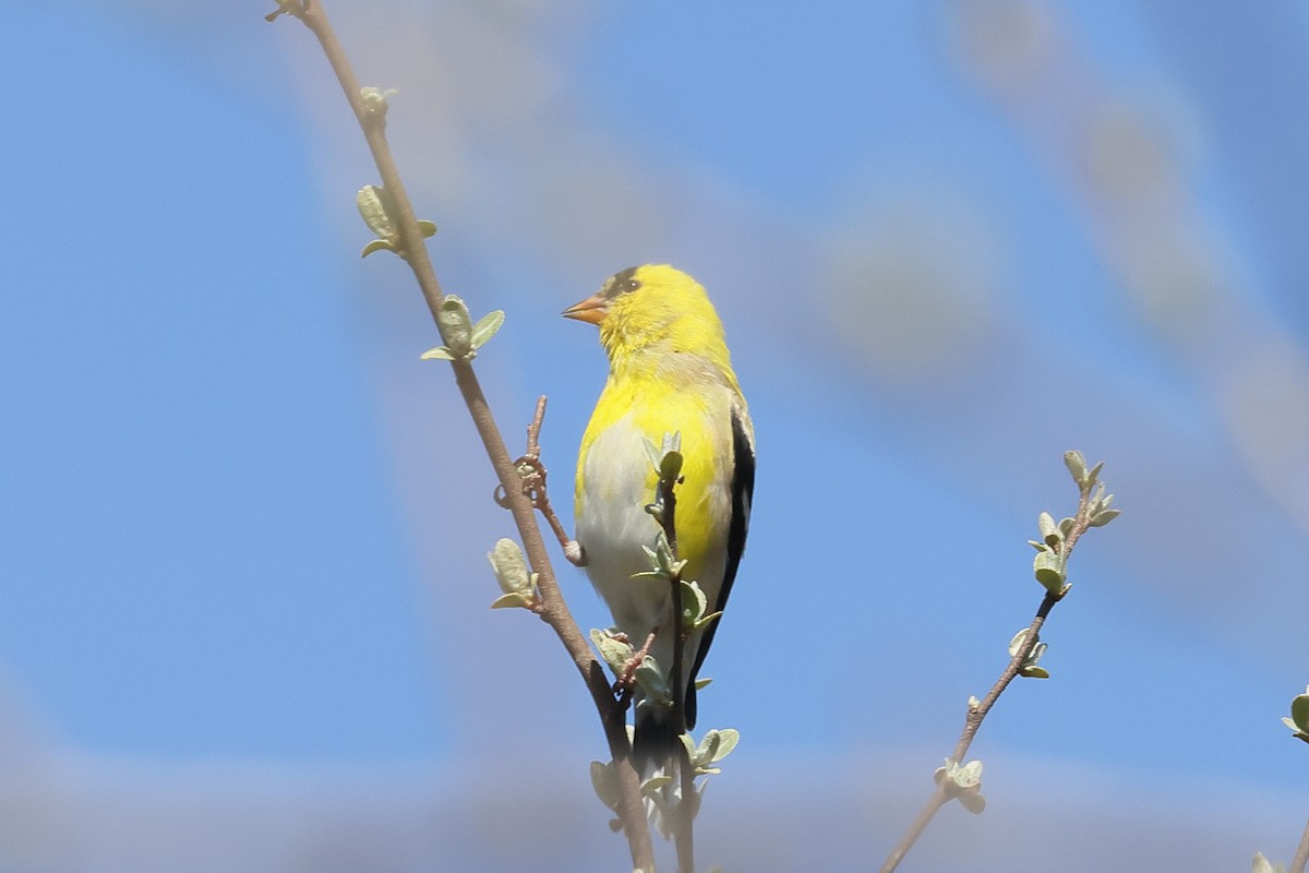 American Goldfinch - ML555468231