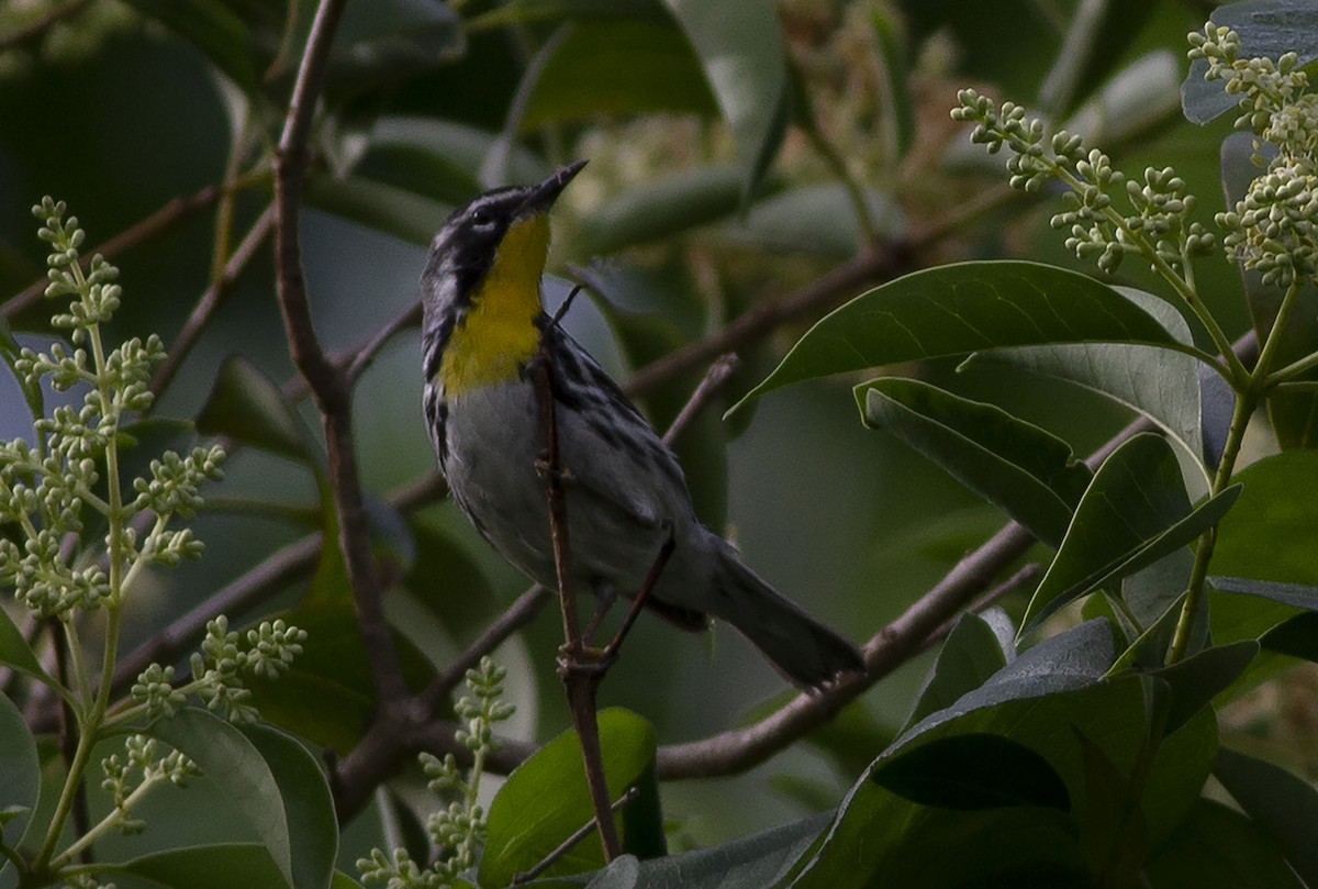 Yellow-throated Warbler - ML555468551