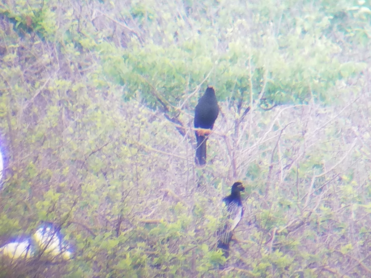 Anhinga Americana - ML55546861