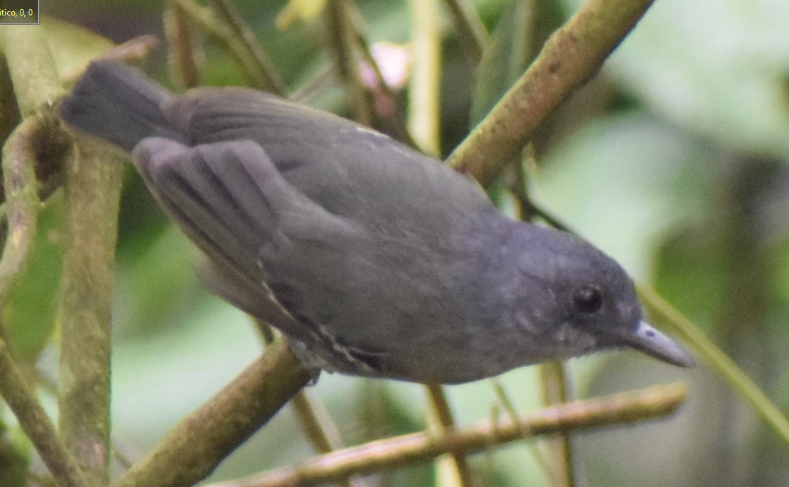 Plain Antvireo - ML555468941