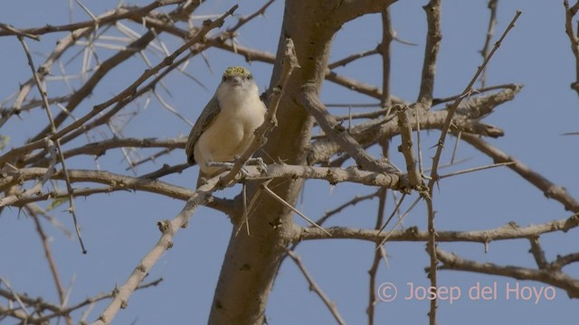 Pájaro Moscón Sudanés - ML555469481