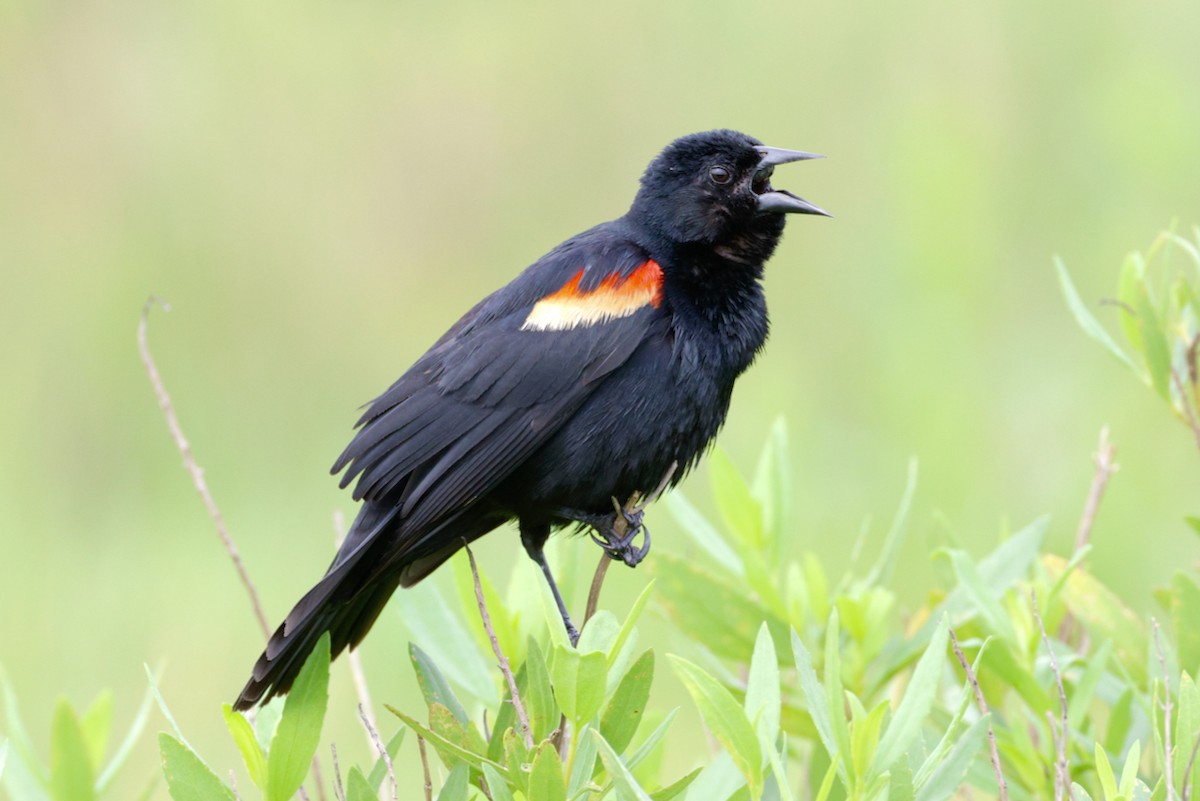 Red-winged Blackbird - Adam Dudley