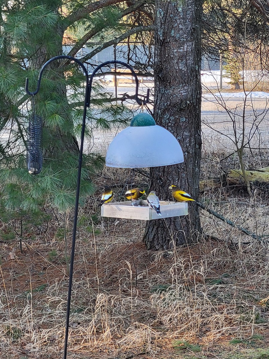 Evening Grosbeak - ML555470451