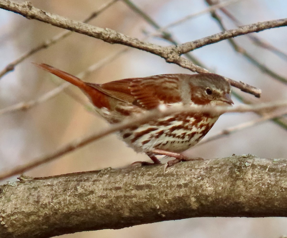 Fox Sparrow (Red) - ML555471161