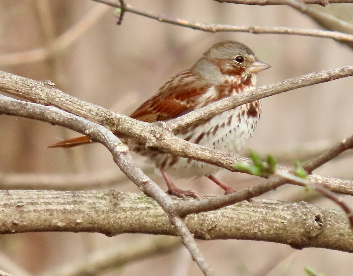 Fox Sparrow (Red) - ML555471221