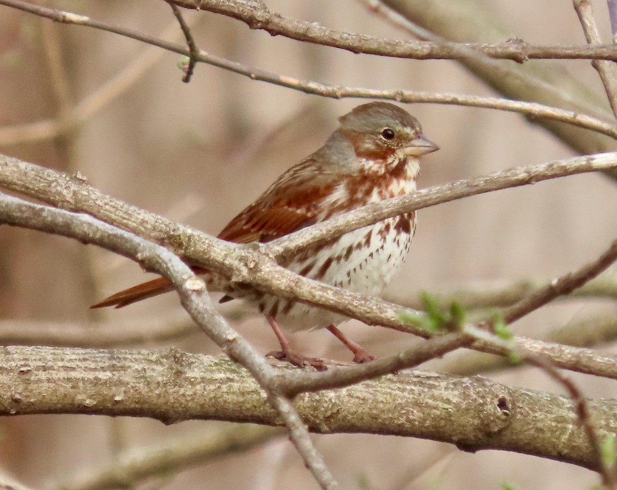 Fox Sparrow (Red) - ML555471371