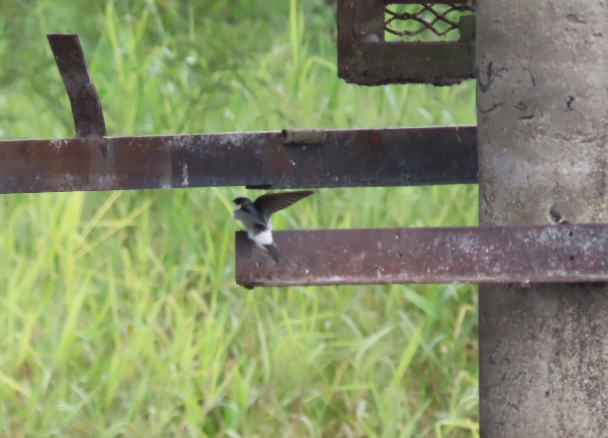 Mangrove Swallow - ML555472091