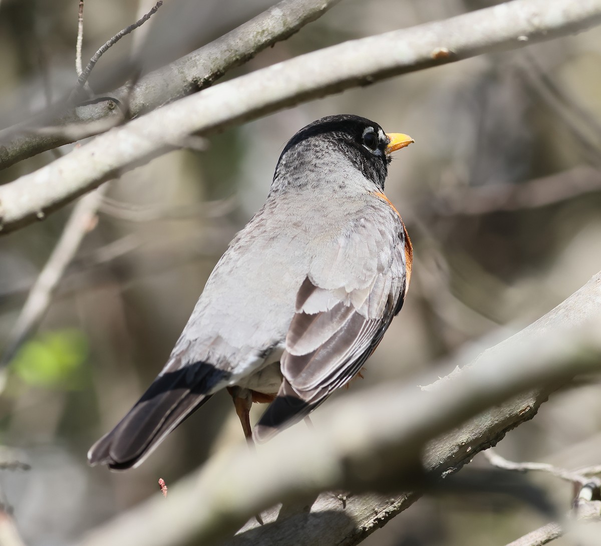 American Robin - ML555472461