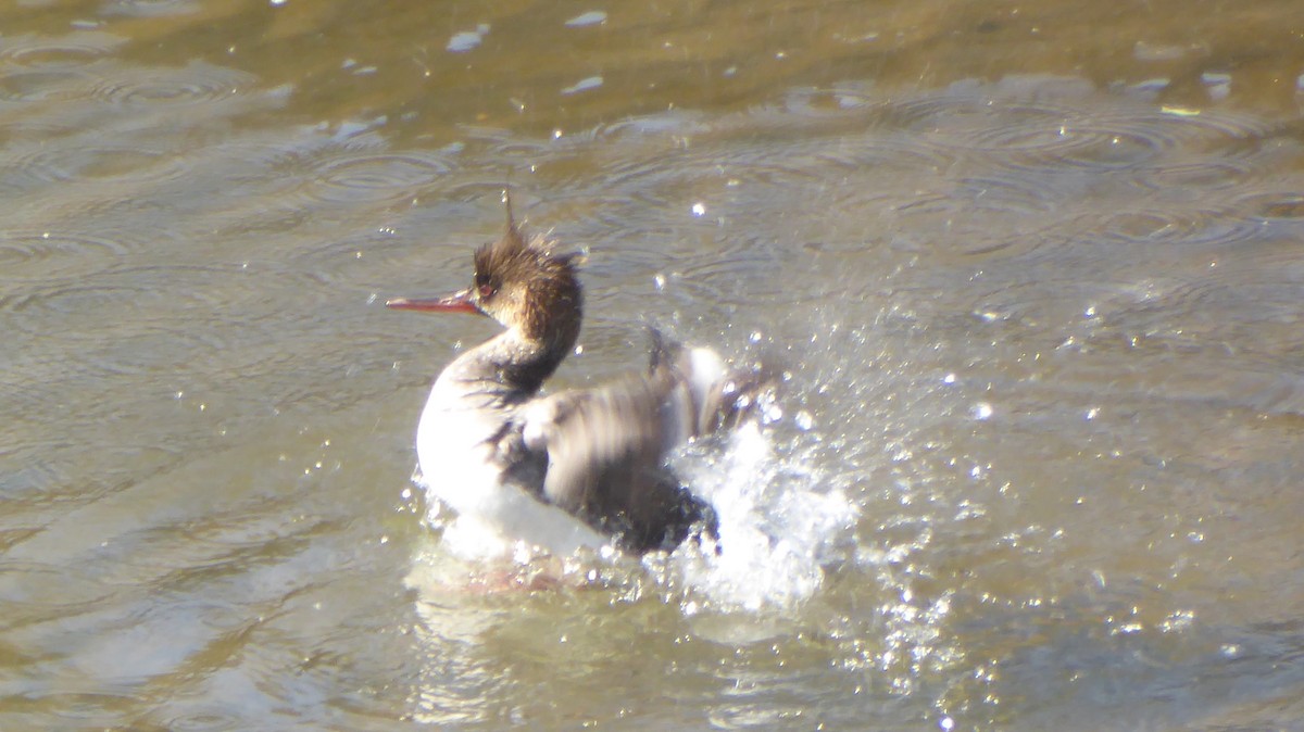 Red-breasted Merganser - ML55547361