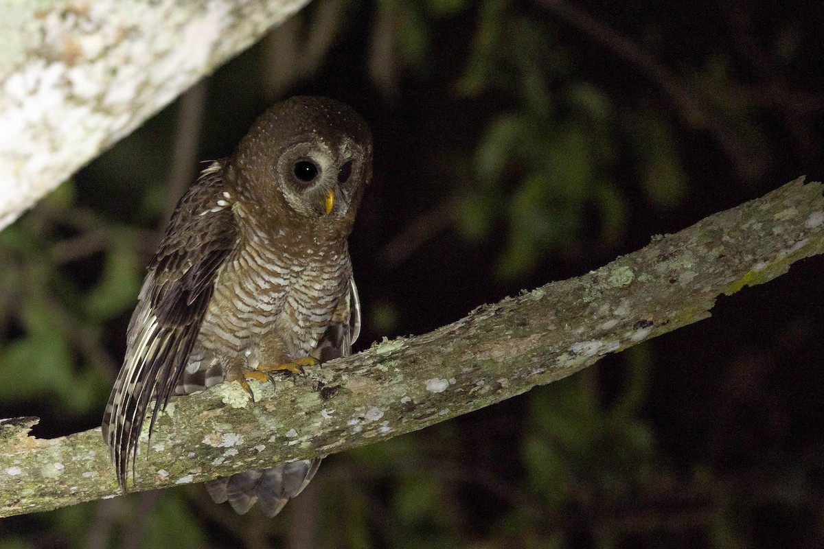 African Wood-Owl - ML555473791